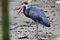 Storm's Stork Ciconia stormi