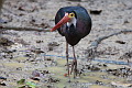 Storm's Stork Ciconia stormi