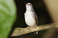 Striped Wren-Babbler Kenopia striata