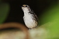 Striped Wren-Babbler Kenopia striata