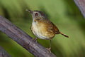 Temminck's Babbler Pellorneum pyrrogenys canicapillus