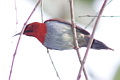 Temminck's Sunbird Aethopyga temminckii