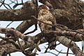 Wallace's Hawk-Eagle Nisaetus nanus nanus