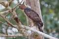 Wallace's Hawk-Eagle Nisaetus nanus nanus