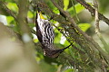 Whitehead's Spiderhunter Arachnothera juliae