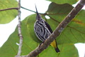 Whitehead's Spiderhunter Arachnothera juliae