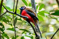 Diard's Trogon Harpactes diardii sumatramus