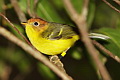 Yellow-breasted Warbler Phylloscopus montis montis