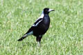 Australian Magpie Gymnorhina tibicen