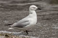 Black-billed Gull Chroicocephalus bulleri