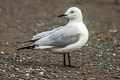 Black-billed Gull Chroicocephalus bulleri