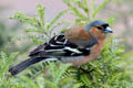 Eurasian Chaffinch Fringilla coelebs