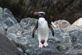 Fiordland Penguin Eudyptes pachyrhynchus