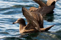 Flsh-footed Shearwater Puffinus carneipes