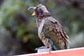 Kea Nestor notabilis