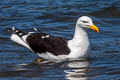 Kelp Gull Larus dominicanus dominicanus