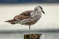 Kelp Gull Larus dominicanus dominicanus