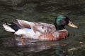 Mallard Anas platyrhynchos platyrhynchos