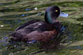 New Zealand Scaup Aythya novaeseelandiae