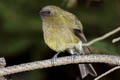 New Zealand Bellbird Anthornis melanura melanura