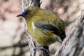 New Zealand Bellbird Anthornis melanura melanura