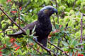 New Zealand Kaka Nestor meridionalis septentrionalis