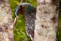 New Zealand Kaka Nestor meridionalis septentrionalis