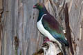 New Zealand Pigeon Hemiphaga novaeseelandiae novaeseelandiae