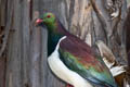 New Zealand Pigeon Hemiphaga novaeseelandiae novaeseelandiae