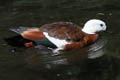 Paradise Shelduck Tadorna variegata