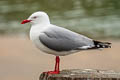 Red-billed Gull Chroicocephalus novaehollandiae scopulinus