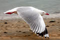 Red-billed Gull Chroicocephalus novaehollandiae scopulinus