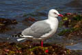 Red-billed Gull Chroicocephalus novaehollandiae scopulinus