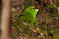Red-crowned Parakeet Cyanoramphus novaezelandiae novaezelandiae