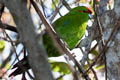 Red-crowned Parakeet Cyanoramphus novaezelandiae novaezelandiae