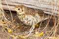 Song Thrush Turdus philomelos