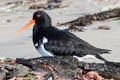 South Island Oystercatcher Haematopus finschi