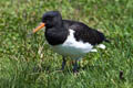 South Island Oystercatcher Haematopus finschi