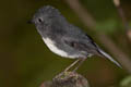 South Island Robin Petroica australis rakiura