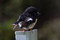 Tomtit Petroica macrocephala macrocephala