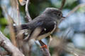 Tomtit Petroica macrocephala macrocephala