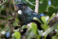 Tui Prosthemadera novaeseelandiae novaeseelandiae