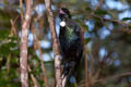 Tui Prosthemadera novaeseelandiae novaeseelandiae