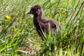 Weka Gallirallus australis australis