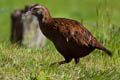 Weka Gallirallus australis australis