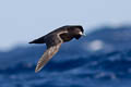 Black Petrel Procellaria parkinsoni