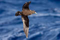 Black Petrel Procellaria parkinsoni