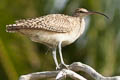 Bristle-thighed Curlew Numenius tahitiensis