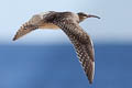 Bristle-thighed Curlew Numenius tahitiensis