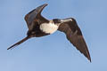 Great Frigatebird Fregata minor palmersoni